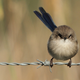 Illustration for article titled Fairy-wren chicks taught secret passwords to thwart dickish cuckoo birds